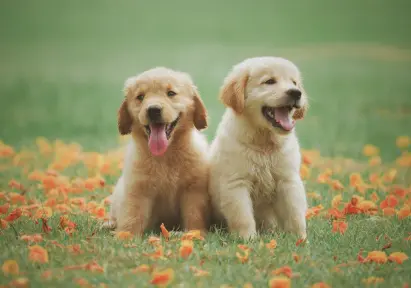 Two golden retriever puppies sitting on green grass with orange leaves